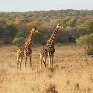 Giraffes Standing on Brown Grass Field