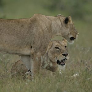 Lioness in Kruger National Park South Africa
