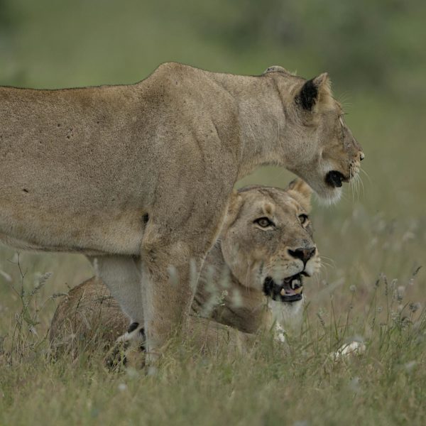 Lioness in Kruger National Park South Africa