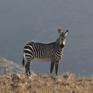 Photo of zebra