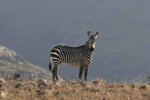 Photo of zebra