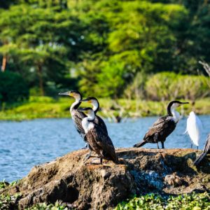 Two White Birds on Brown Rock Near Body of Water