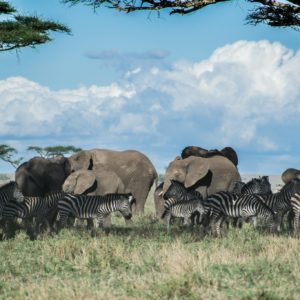 Zebras and Elephants on Grass Field